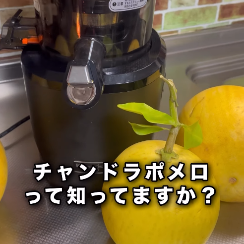 【クビンスアンバサダー】2025年12月