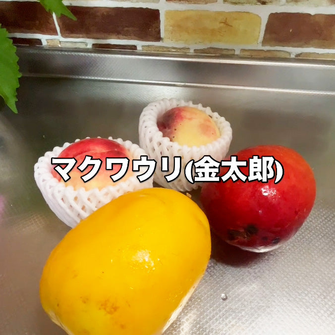 【クビンスアンバサダー】2025年7月